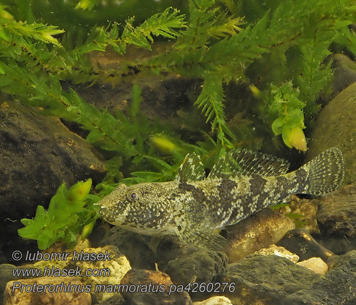 Marine tubenose goby Proterorhinus marmoratus Neogobius