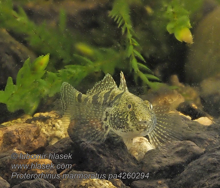 Мраморно попче Бичок цуцик морський Proterorhinus marmoratus Neogobius