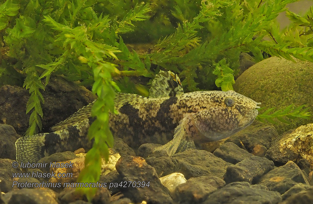 Býčko rúrkonosý Бычок-цуцик Moacă brădiş Proterorhinus marmoratus Neogobius