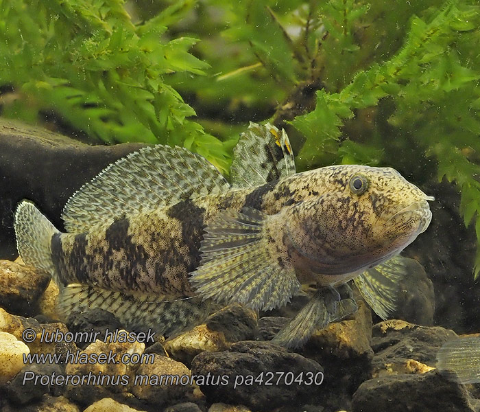 Tengeri Tarka géb Proterorhinus marmoratus Neogobius