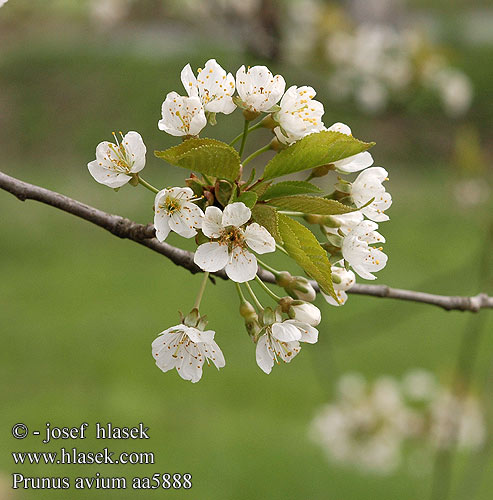 Prunus avium Cerasus Třešeň ptačí Vogel-Kirsche Wild cherry