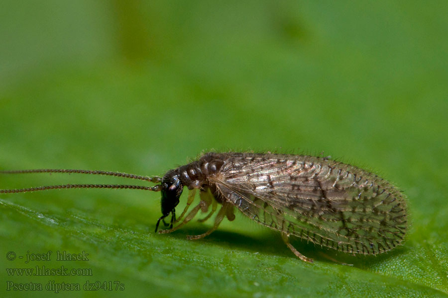 Psectra diptera