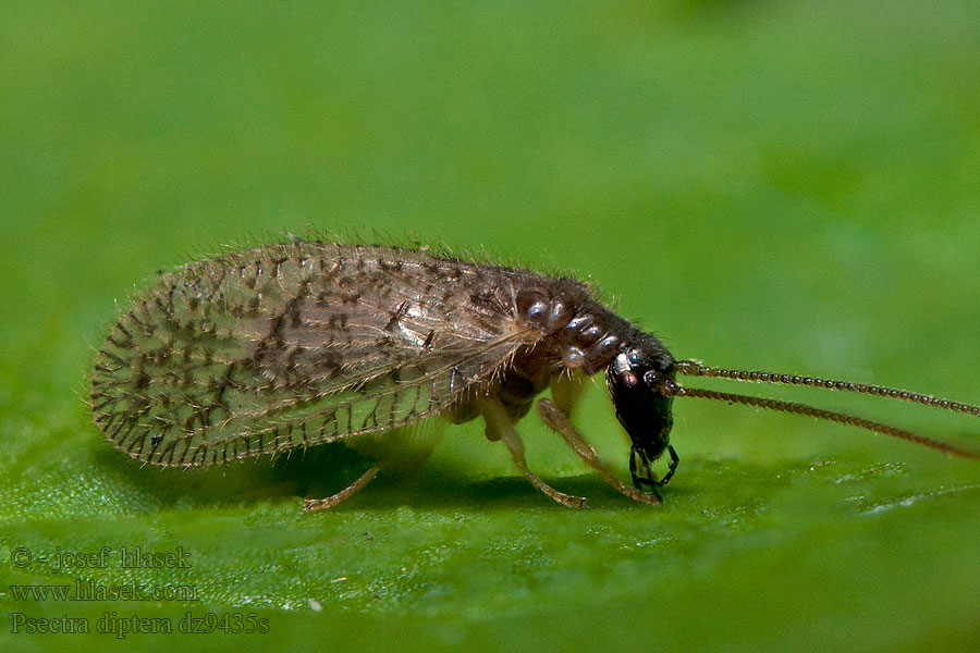 Psectra diptera