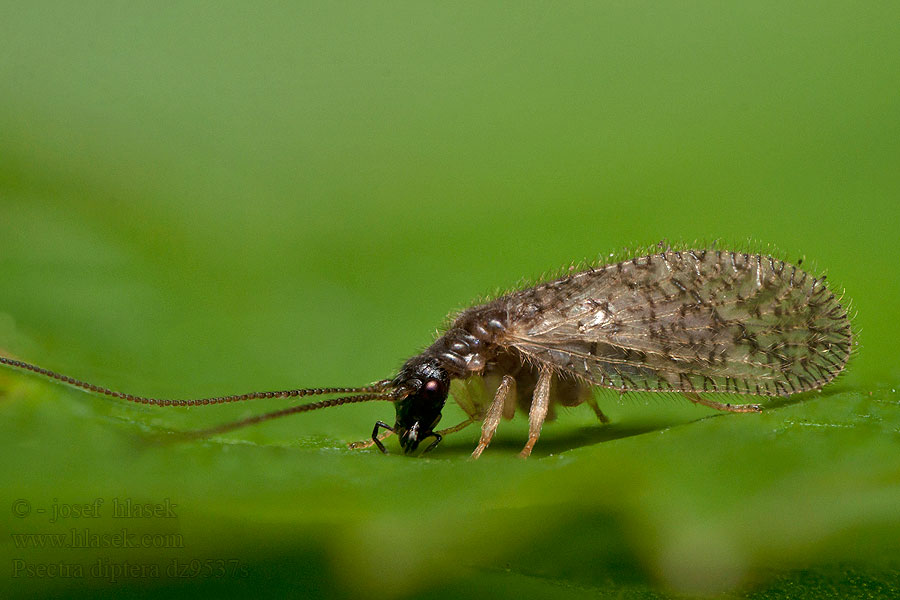 Psectra diptera