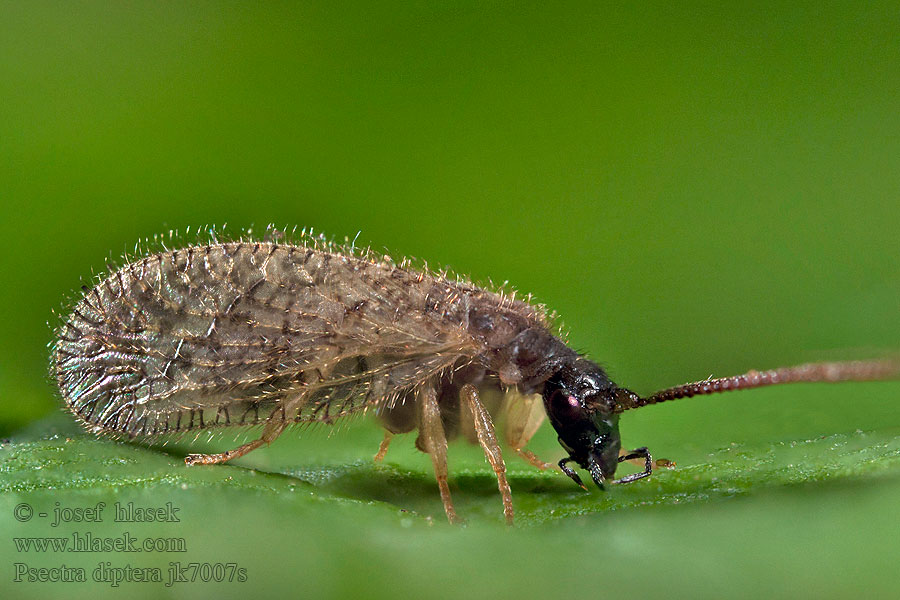 Psectra diptera