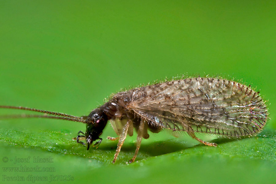 Psectra diptera