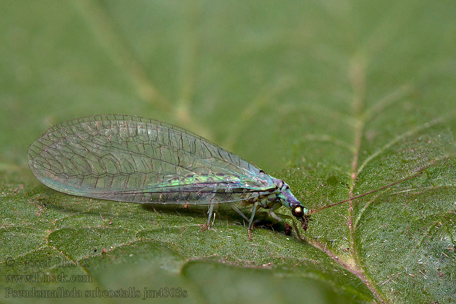 Pseudomallada subcostalis