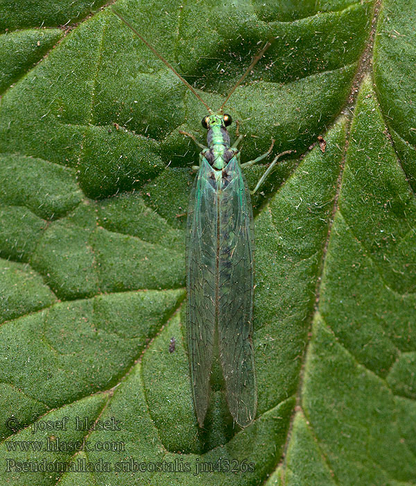 Pseudomallada subcostalis