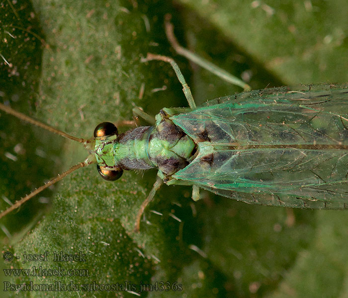 Pseudomallada subcostalis