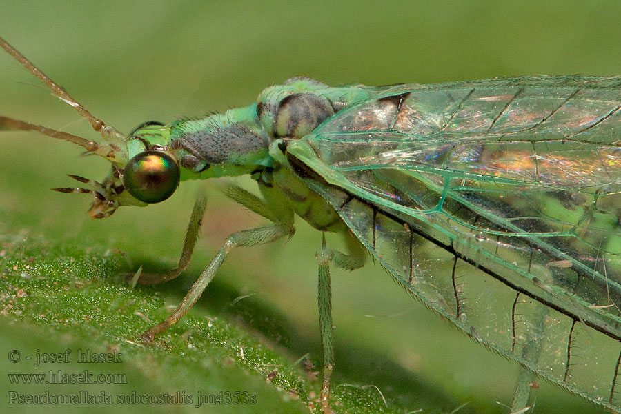 Pseudomallada subcostalis