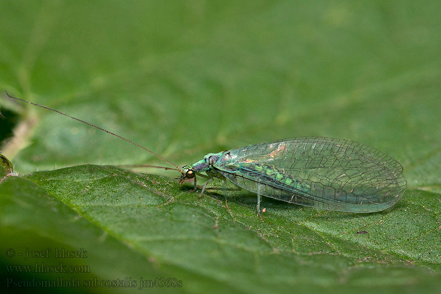 Pseudomallada subcostalis