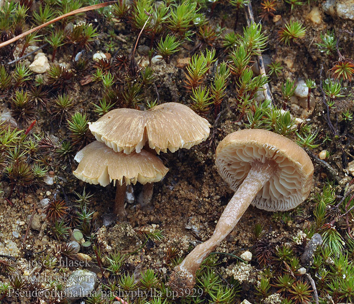 Pseudoomphalina pachyphylla Clitocybe larges lames