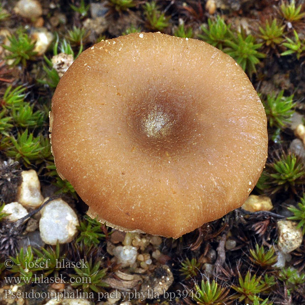 Kalichovka tlustolupenná Pseudoomphalina pachyphylla Clitocybe
