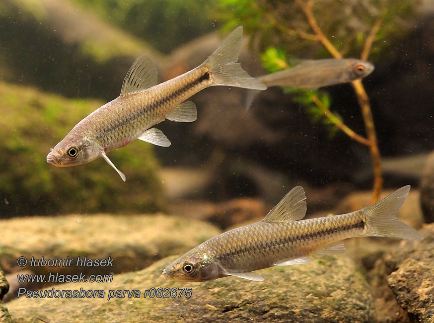 モツゴ Czebaczek amurski Амурский чебачок Pseudorasbora parva