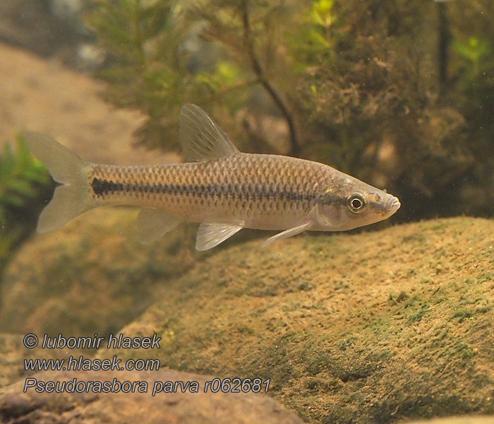 Stone moroko Topmouth gudgeon Blouband 麦穗鱼 Pseudorasbora parva