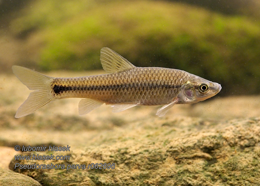 Blaubandbärbling Blauwband Pseudorasbora parva