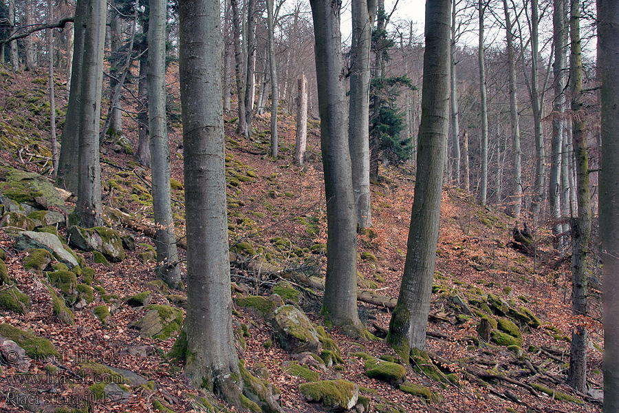 Ptačí stěna PR mrazový srub Frost-Blockhütte frost