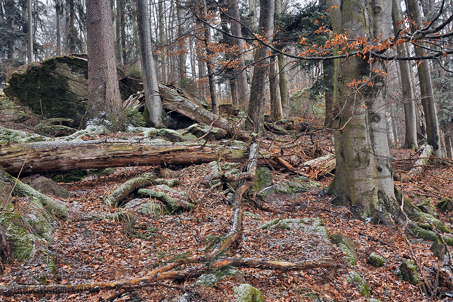 Ptačí stěna PR Frost-Blockhütte frost log house cabane