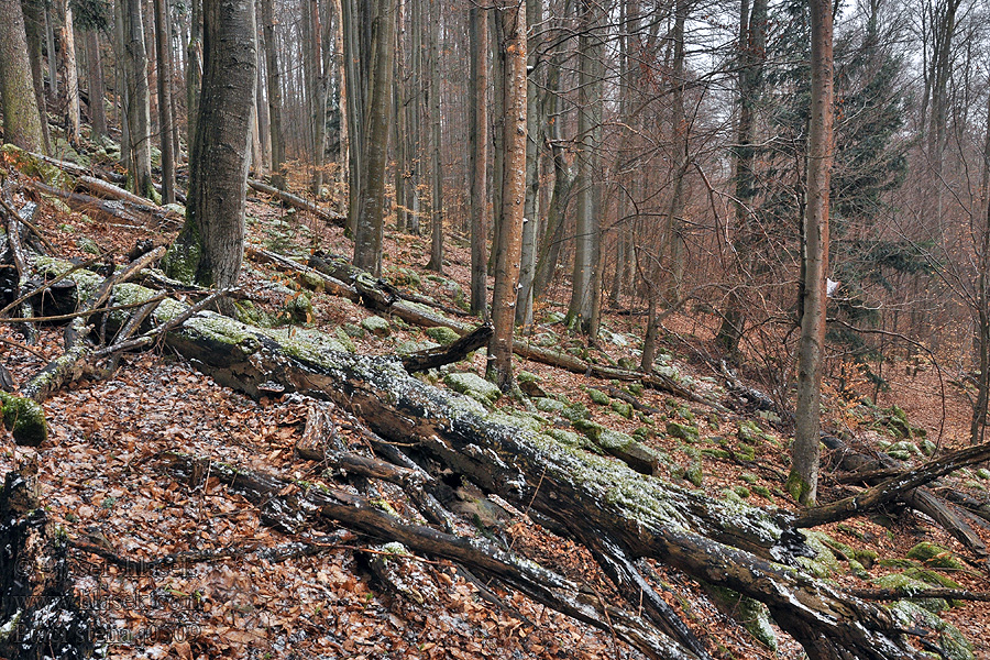 Ptačí stěna PR бревенчатый домик из мороза