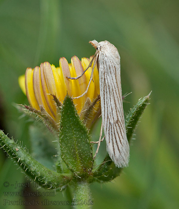 Pterolonche albescens