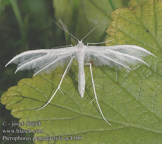 Pterophorus pentadactyla White Plume Moth Ptérophore blanc