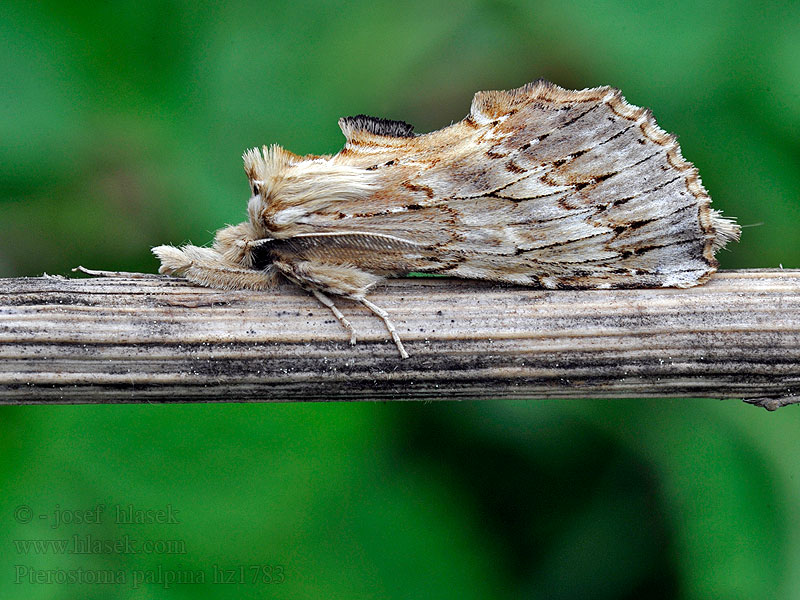Hřbetozubec dvouzubý Pterostoma palpina