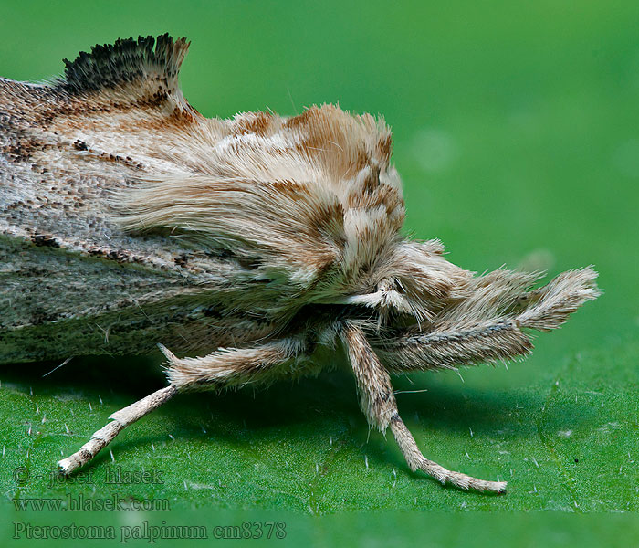 Hřbetozubec dvouzubý Dzióbica głaszczkówka Pterostoma palpina