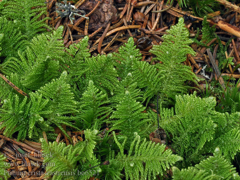 Ptilium crista-castrensis Hypnum Птилиум гребенчатый 毛梳蘚