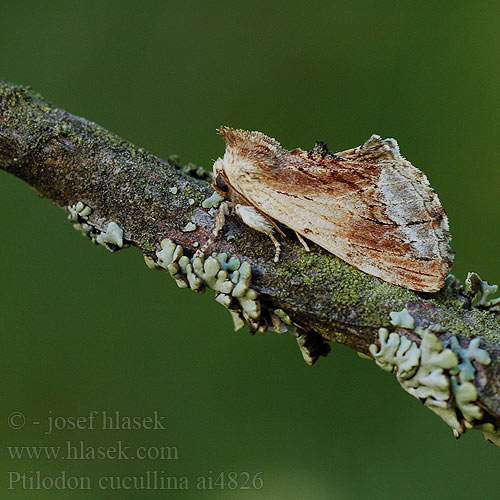 Ptilodon cucullina Ptilodontella Maple Prominent Ahorn-Zahnspinner