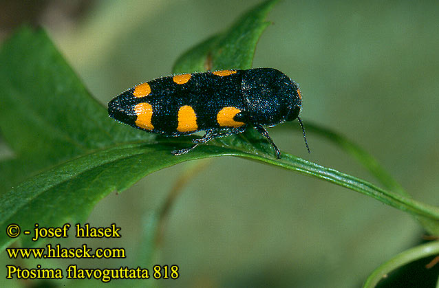 Ptosima flavoguttata 818 UK: metalic wood-boring beetle FI: Nirhakauniainen HU: Sokfoltos díszbogár DE: Schlehen-Prachtkäfer Punktschild-Prachtkäfer CZ: Krasec žlutoskvrnný SYN: undecimmaculata