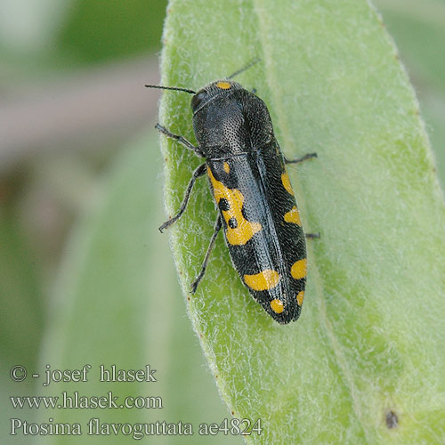 Ptosima flavoguttata ae4824 UK: metalic wood-boring beetle FI: Nirhakauniainen HU: Sokfoltos díszbogár DE: Schlehen-Prachtkäfer Punktschild-Prachtkäfer CZ: Krasec žlutoskvrnný SYN: undecimmaculata