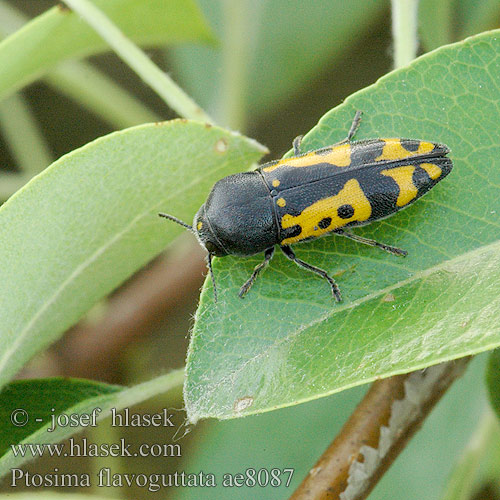 Ptosima flavoguttata ae8087 UK: metalic wood-boring beetle FI: Nirhakauniainen HU: Sokfoltos díszbogár DE: Schlehen-Prachtkäfer Punktschild-Prachtkäfer CZ: Krasec žlutoskvrnný SYN: undecimmaculata