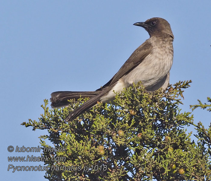 Pycnonotus barbatus 黑眼鹎 Bulbul zahradní