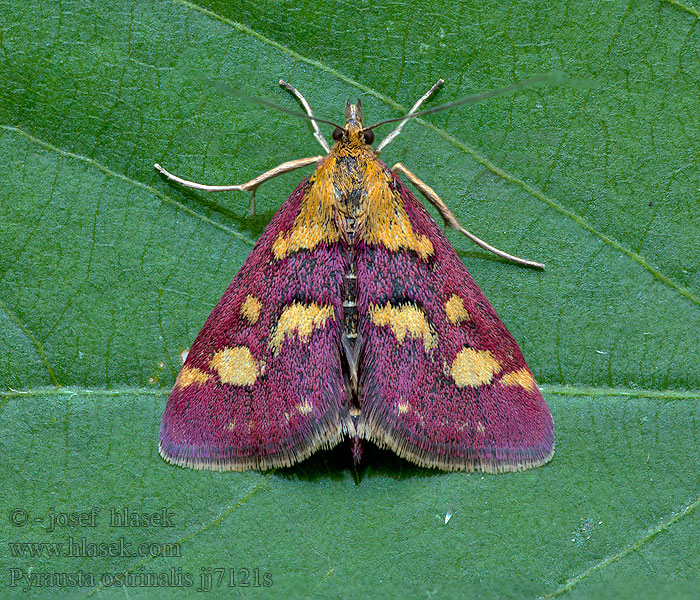 Огнёвка пурпурная Duinmuntvlinder Ritka bíbormoly Pyrausta ostrinalis