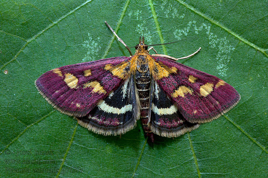 Dark Purple Mint Moth Vijačka purpuročervená Pyrausta ostrinalis