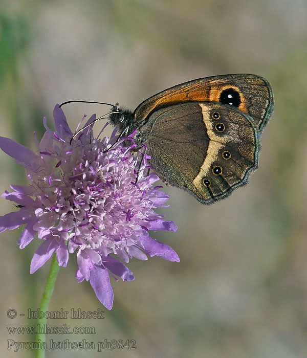 Pyronia bathseba