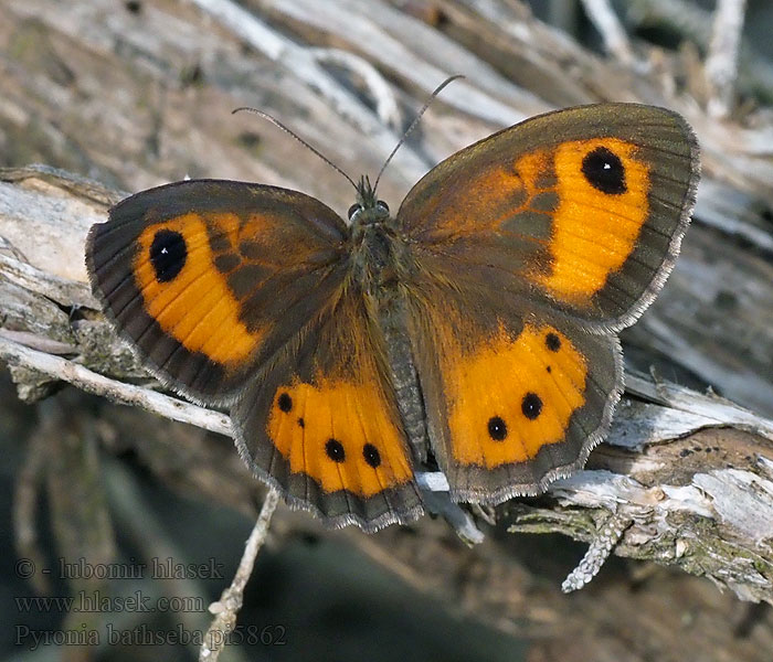 Spanish Gatekeeper Pyronia bathseba