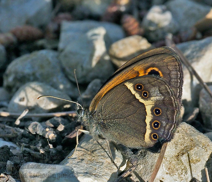 Spanisches Ochsenauge Pyronia bathseba