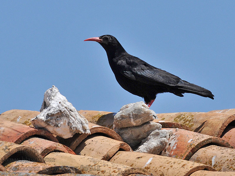 Gracchio corallino Alpekråke Alpkråka 红嘴山鸦 Pyrrhocorax pyrrhocorax