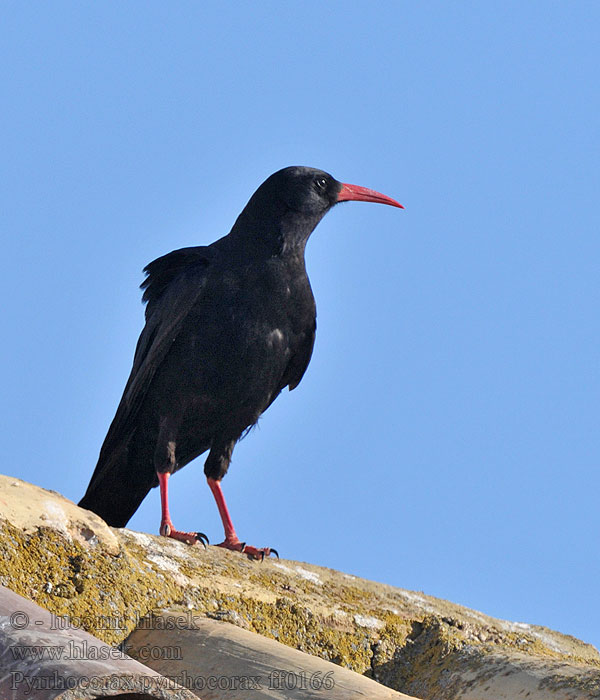 Kavče červenozobé Alpekrage Alpenkraai Alppivaris Pyrrhocorax pyrrhocorax