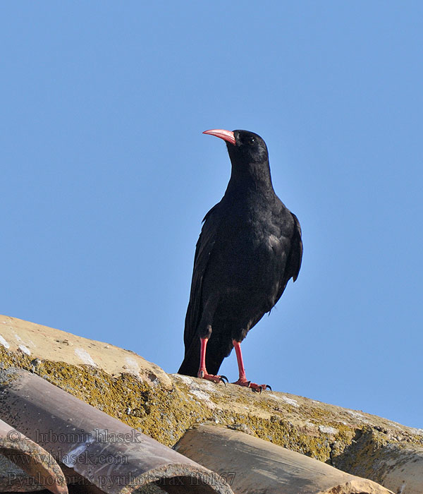 Chough Alpenkrähe Crave bec rouge Chova Piquirroja Pyrrhocorax pyrrhocorax