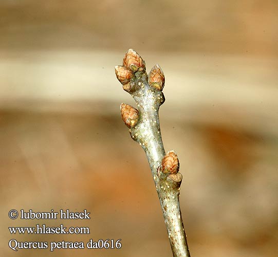 Quercus petraea Дуб сидячецветковый скальный скельний Roble