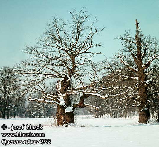 Quercus robur Dąb szypułkowy Metsätammi Ek träd