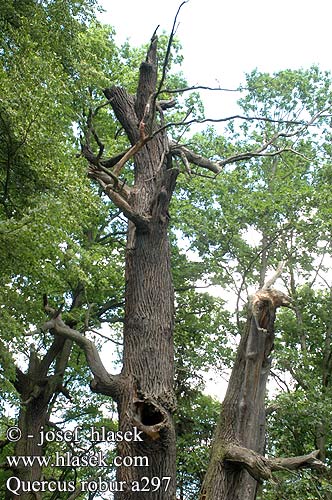 Quercus robur Harilik tamm Paprastasis ąžuolas