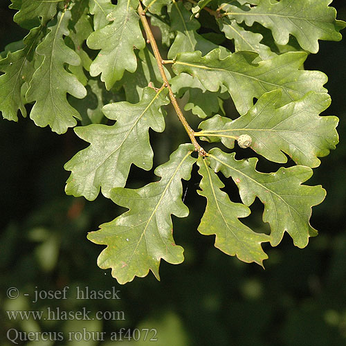 Quercus robur Дуб черешчатый обыкновенный черешчатий