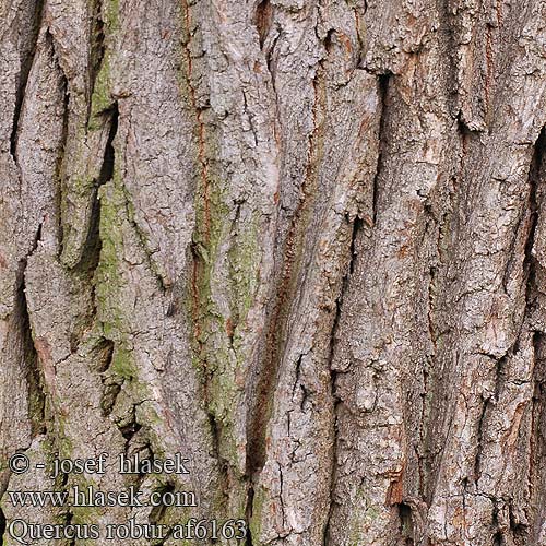 Quercus robur Roble albar carvallo Saplı Meşe