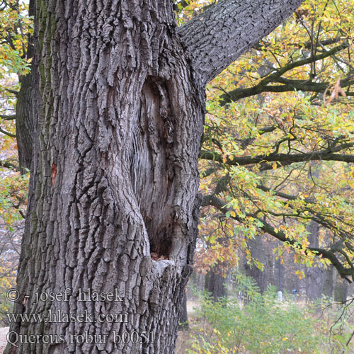 Quercus robur Stieleiche Stiel-Eiche Stilk-Eg Stilkeg