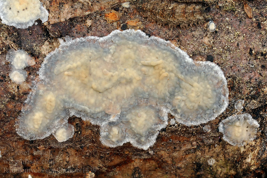 Radulomyces confluens Cerocorticium Struhák splývavý