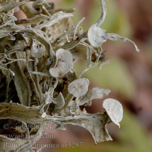 Stužkovec jaseňový Brosklav Ramalina fraxinea Lichen fraxineus
