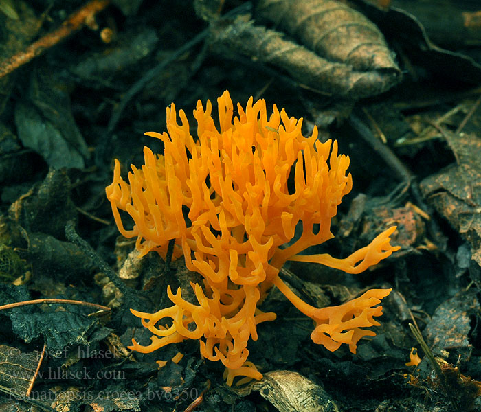 Ramariopsis crocea Oranjegeel koraaltje Gylden køllesvamp